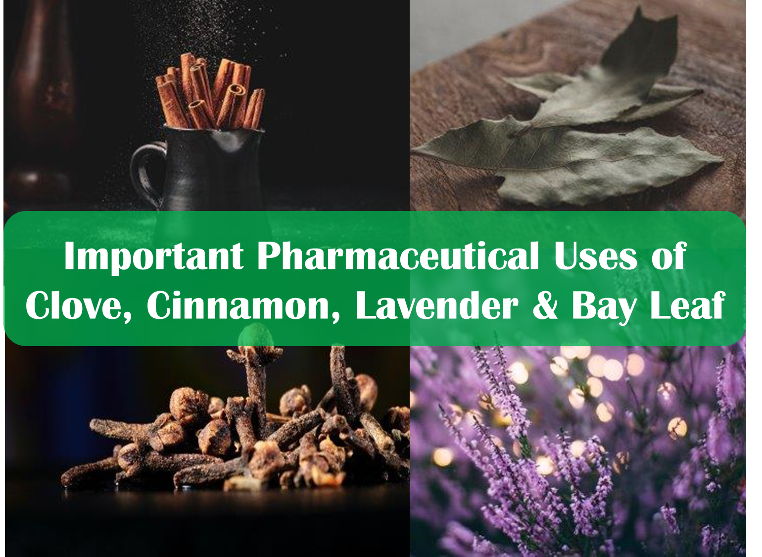 Important Pharmaceutical Uses of Clove, Cinnamon, Lavender & Bay Leaf 2023